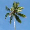 20070629_singapore_bintan_2_046